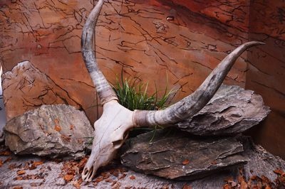 Skull,   Longhorn