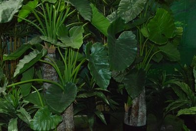 Elephants Ear Plant   