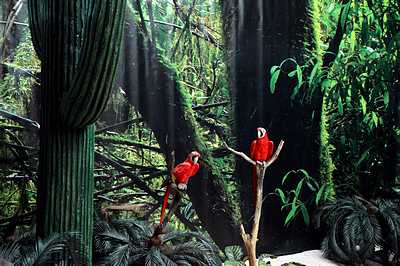 Backdrop Jungle Photoprint  on  Canvas