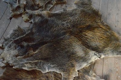Hide of a Wild Boar