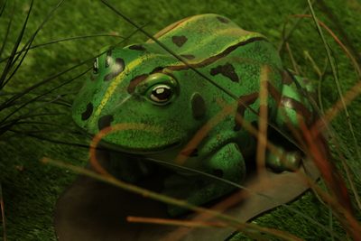 Frog/Toad