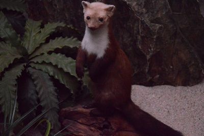 Stone-Marten  Stuffed   on piece of wood