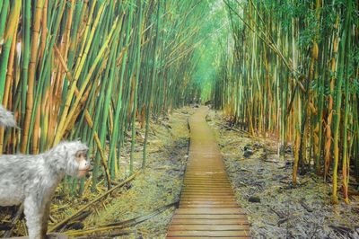 Screen  Bamboo Forest   Photo-print