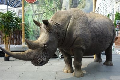 Rhinoceros  African  life-size