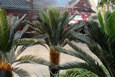 Cycad, Leather-leaf-Fern large