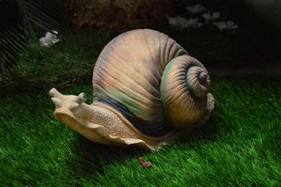Snail  18  Medium