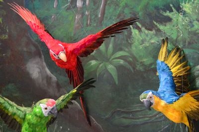Parrot with spreaded wings feathers