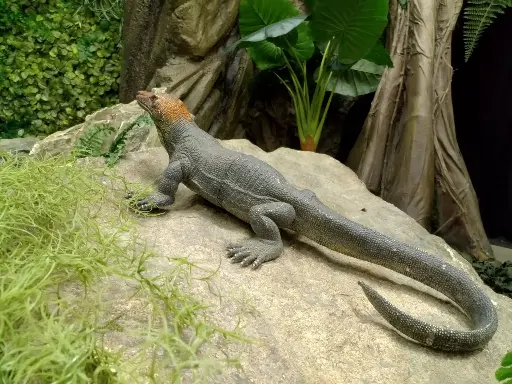 Lizard  69