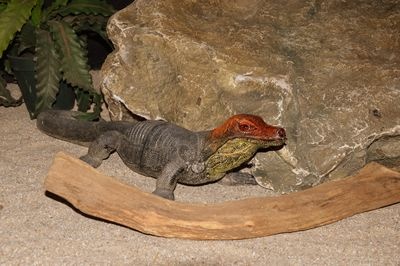 Lizard  small