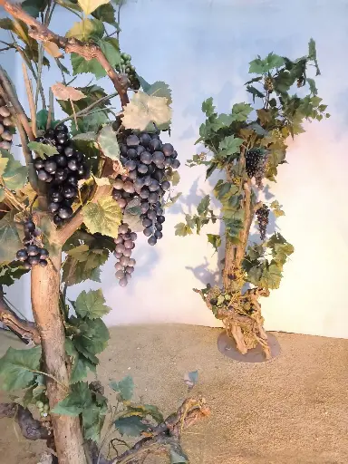 Vine   2m20