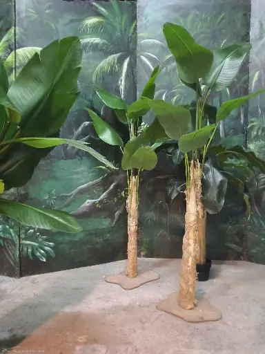 Banana Tree