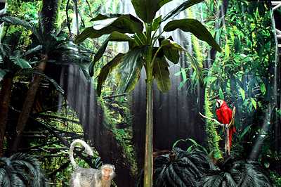 Banana tree