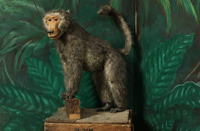 Baboon, Monkey, life-size