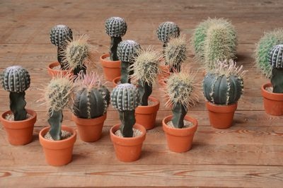 Cactus set of 15 small Cactai