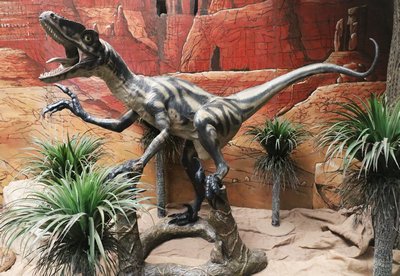 Dinosaur   Velociraptor  (Cretaceous)