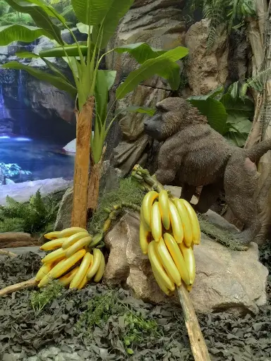 Banana   Bunch a pc.