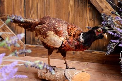 Pheasant, stuffed
