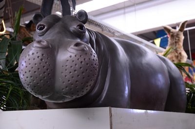 Baby Nijlpaard, zwemmen