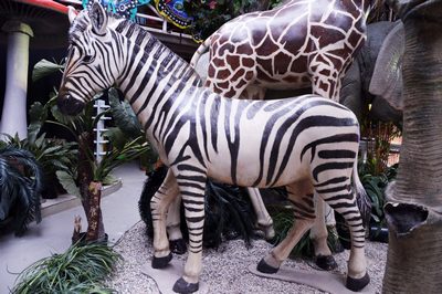 Zebra Lifesize