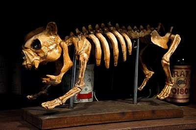 Skeleton of a Dog  on standard