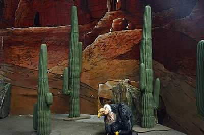 Cactus Medium