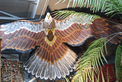 Eagle, Kite