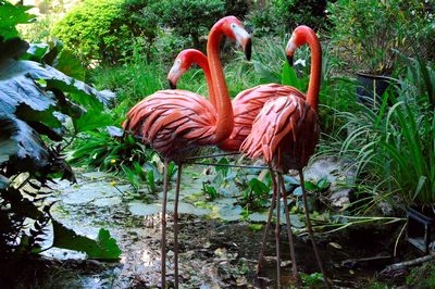 Flamingo