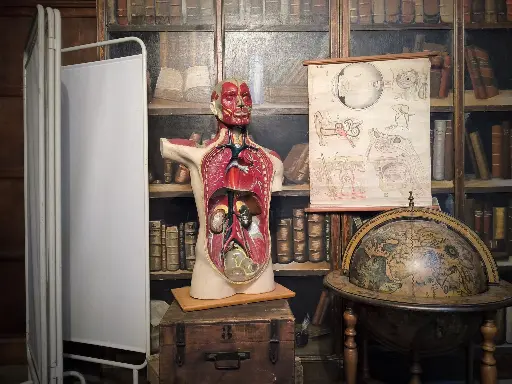 Torso with Head and Shoulder