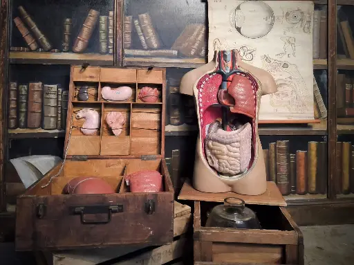 Torso met de Organen