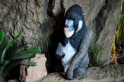 Mandrill,  Baboon