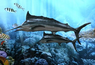 Swordfish,  Marlin