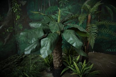 Anthurium Leafplant Large