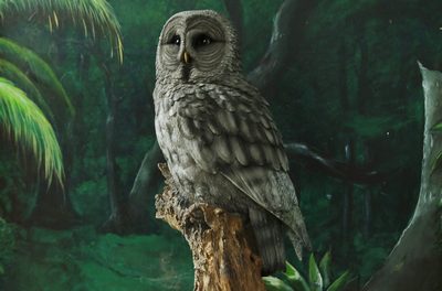 Great  Grey  Owl   on a branche