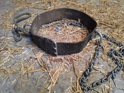 Collar with Chain  to make the  Grizzlybear a Circus-act