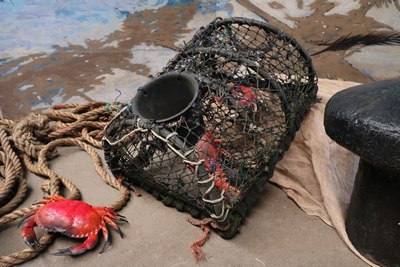 Lobster Trap