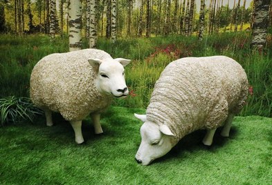 Sheep.       life-size