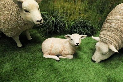 Lamb   Small Sheep