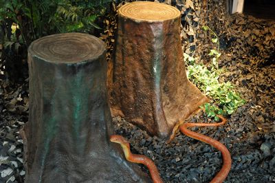 Base of a tree , seat