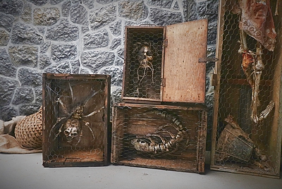 Decomposing Vermin in a Wooden Case