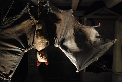 Bat Large