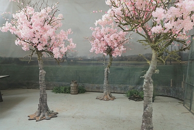 Blossom Cherry Tree   Plain