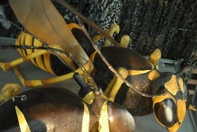 Bee or Wasp
