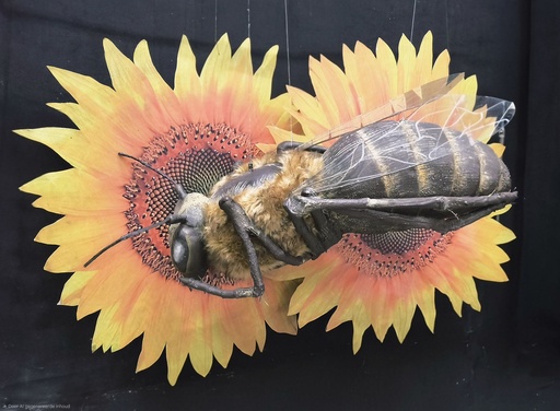 HoneyBee  1m40
