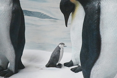 Penguin Baby Gray