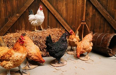 Chicken in Brown, White or Black