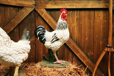 Chicken  Rooster,  White