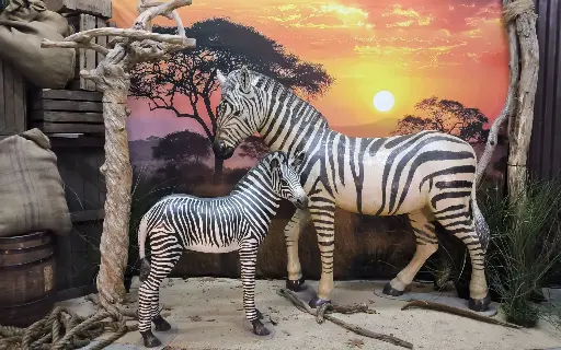 Baby  Zebra