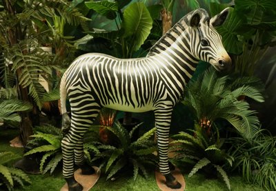 Baby Zebra