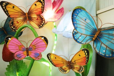 Butterfly  Multi-Coloured  M