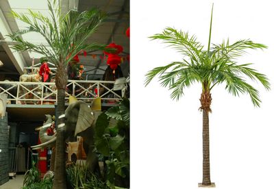 Palmtree Phoenix  XXL Huge!